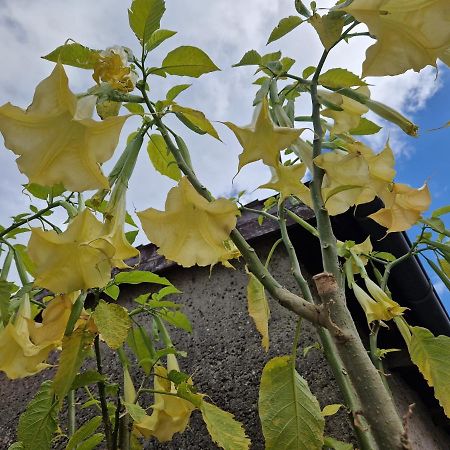 Ferienwohnung Am Gruenen Haus Garz  ภายนอก รูปภาพ